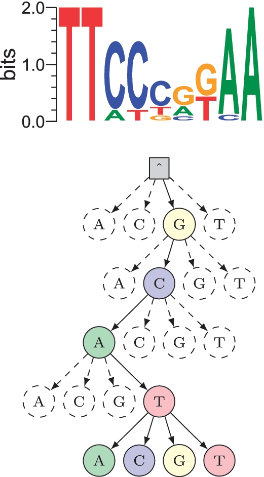 STEME motif and suffix tree
